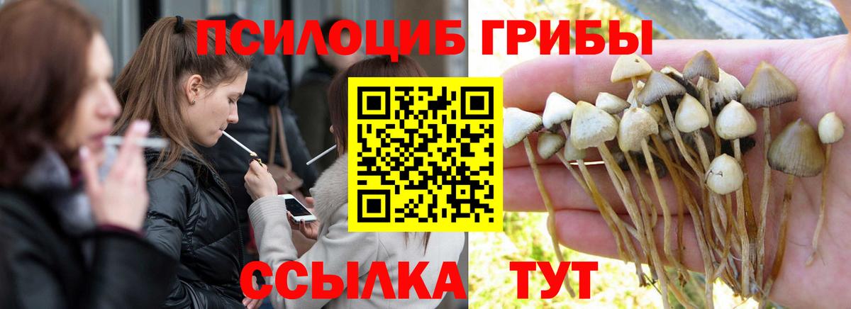 где купить наркоту  Псилоцибиновые грибы мухоморы  Вход с VPN  Сургут 